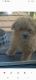 Shih-Poo Puppies for sale in 123 Gould St, Beaver Dam, WI 53916, USA. price: $400