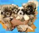Shih-Poo Puppies for sale in Kissimmee, FL, USA. price: NA
