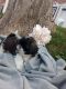 Shih-Poo Puppies for sale in Denver, CO, USA. price: $2,500