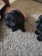 Shih-Poo Puppies for sale in Warren, MI, USA. price: NA