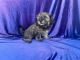 Shih-Poo Puppies for sale in Whittier, CA, USA. price: NA