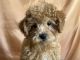 Shih-Poo Puppies for sale in Dundee, OH 44624, USA. price: $1,300