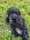 Shih-Poo Puppies for sale in Marion, NC 28752, USA. price: NA