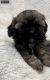 Shih-Poo Puppies for sale in Sellersburg, IN 47172, USA. price: NA