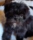 Shih-Poo Puppies for sale in Newton Grove, NC 28366, USA. price: NA