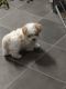 Shih-Poo Puppies for sale in Chuckey, TN 37641, USA. price: $1,500