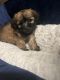 Shih-Poo Puppies for sale in Phoenix, AZ 85015, USA. price: $500