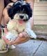 Shih-Poo Puppies for sale in Albany, OR 97321, USA. price: $700