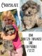 Shih-Poo Puppies for sale in Albany, OR 97321, USA. price: $600
