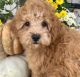 Shih-Poo Puppies for sale in Dundee, OH 44624, USA. price: $1,175