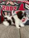 Shih-Poo Puppies for sale in North Ridgeville, OH, USA. price: NA