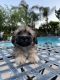 Shih-Poo Puppies for sale in Porter Ranch, CA 91326, USA. price: NA