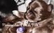 Shih-Poo Puppies for sale in Springfield, MO, USA. price: NA
