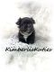 Shih-Poo Puppies for sale in Lipan, TX 76462, USA. price: NA