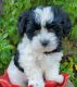 Shih-Poo Puppies for sale in Tucson, AZ, USA. price: $1,200