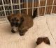 Shih-Poo Puppies for sale in Riverdale, GA, USA. price: $550