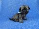 Shih-Poo Puppies for sale in Hacienda Heights, CA, USA. price: $899