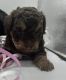 Shih-Poo Puppies for sale in Mundelein, IL, USA. price: NA