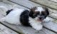 Shih-Poo Puppies for sale in Lake City, FL, USA. price: NA