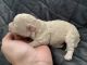 Shih-Poo Puppies for sale in Cornelia, GA 30531, USA. price: NA