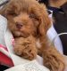 Shih-Poo Puppies for sale in 560 W 43rd St, New York, NY 10036, USA. price: $2,850