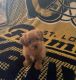 Shih-Poo Puppies for sale in Palmdale, CA, USA. price: NA