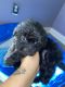 Shih-Poo Puppies for sale in Detroit, MI, USA. price: $800