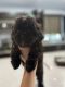 Shih-Poo Puppies for sale in Hialeah, FL 33012, USA. price: NA