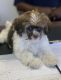 Shih-Poo Puppies for sale in Nashville, TN, USA. price: NA