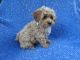Shih-Poo Puppies for sale in Hacienda Heights, CA, USA. price: $899