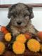 Shih-Poo Puppies for sale in Frederick, MD, USA. price: $1,600