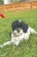 Shih-Poo Puppies for sale in Knoxville, TN, USA. price: $1,000