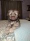 Shih-Poo Puppies for sale in 6085 Country Ln, Lakeside, AZ 85929, USA. price: NA