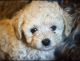 Shih-Poo Puppies for sale in Middletown, OH, USA. price: $950