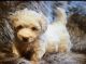 Shih-Poo Puppies for sale in Middletown, OH, USA. price: NA