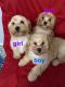 Shih-Poo Puppies for sale in Fort Smith, AR, USA. price: $650