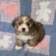 Shih-Poo Puppies for sale in Katy, TX, USA. price: NA