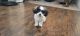 Shih-Poo Puppies for sale in Westland, MI, USA. price: NA