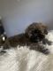 Shih-Poo Puppies for sale in Naples, FL, USA. price: NA