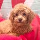 Shih-Poo Puppies for sale in Dundee, OH 44624, USA. price: $700