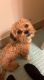 Shih-Poo Puppies for sale in Louisville, KY, USA. price: $1,200