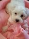 Shih-Poo Puppies for sale in Ashland, VA 23005, USA. price: NA