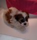 Shih-Poo Puppies for sale in Pahrump, NV, USA. price: NA