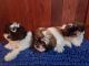 Shih-Poo Puppies for sale in Middlebury, IN 46540, USA. price: $850