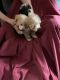 Shih-Poo Puppies for sale in Wyoming, MI, USA. price: NA
