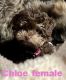 Shih-Poo Puppies for sale in Mundelein, IL, USA. price: NA