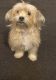 Shih-Poo Puppies for sale in Detroit, MI 48228, USA. price: $500