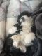 Shih-Poo Puppies for sale in Spokane, WA, USA. price: $800