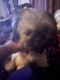 Shih-Poo Puppies for sale in Williamsburg, VA 23185, USA. price: NA
