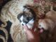 Shih-Poo Puppies for sale in Eugene, OR, USA. price: $500